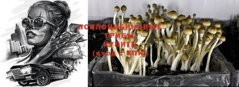 Галлюциногенные грибы Psilocybe  Менделеевск 